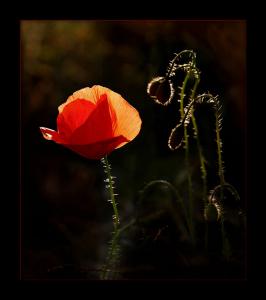 Mohn