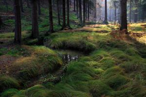 Waldlicht