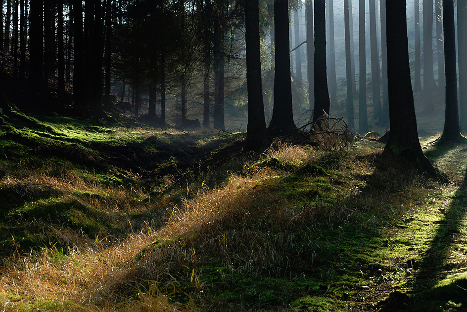 Herbstwald 