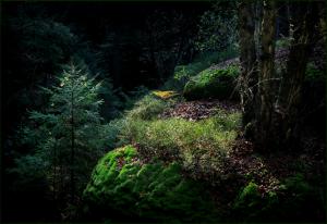 Waldmoos